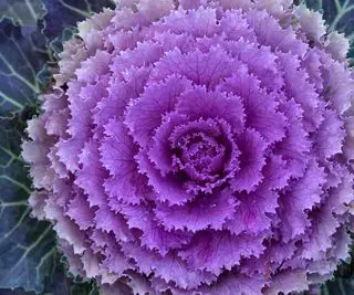 Repollo ornamental morado