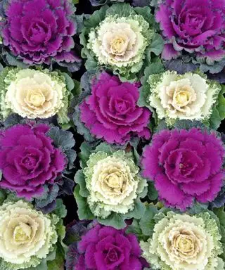 Coles ornamentales moradas y blancas