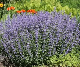 Catmint trvalka s fialovými květy na okraji zahrady