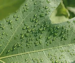 Gotas de agua de gutación sobre una hoja de planta verde