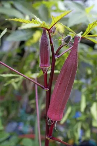 植物に生える赤いオクラのさや
