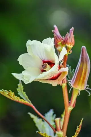 赤いオクラの花