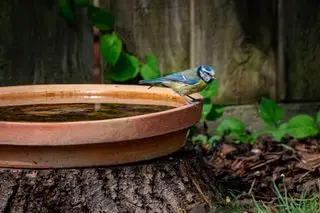 Tocón de árbol convertido en baño para pájaros