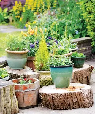 Tocón de árbol con plantas en macetas encima