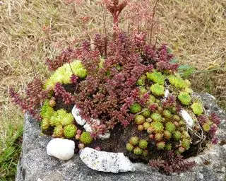 Tocón de árbol con suculentas