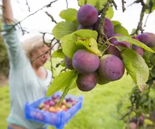 Recogiendo ciruelas de un árbol frutal