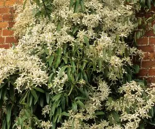 białe kwiaty Clematis armandii rosnące na ścianie