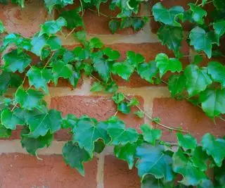 bluszcz Hedera helisa