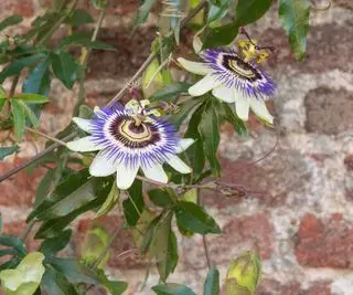 passiflora niebieska korona rosnąca na ścianie