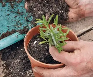 라벤더 침엽수 자르기