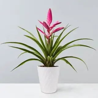 Plants.com의 핑크 브로멜리아드 안토니오