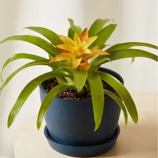 Bloomscape의 노란색 브로멜리아드