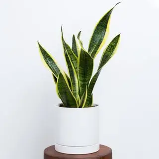 ヘビ植物