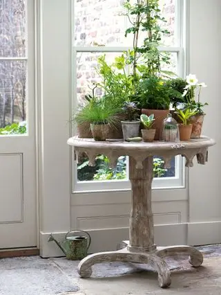 Plantes disposées sur une table d'appoint