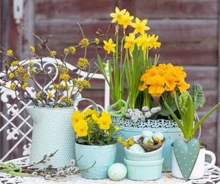 flores amarelas em recipientes azuis