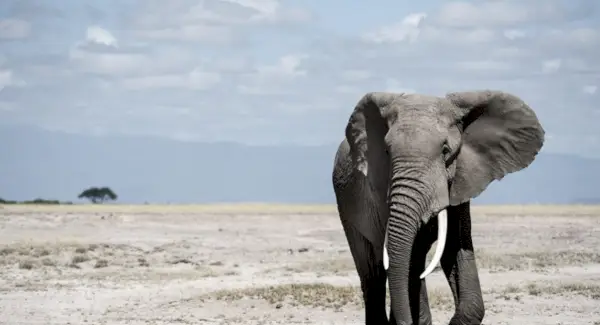 Significado do elefante