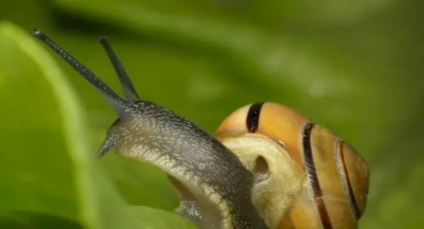 Escargot, mollusques, rêve d'escargot et messages