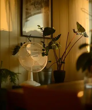 植物に囲まれた暗い部屋で扇風機を回す