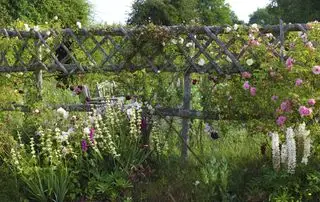 hvordan man planlægger et sommerhushave roser langs et espalier