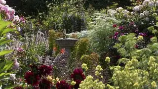 hvordan man planlægger en sommerhushave blomster omkring en solskive