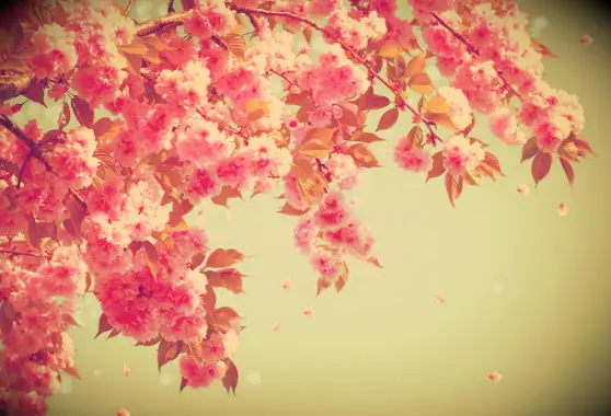 Beautiful spring flowers.