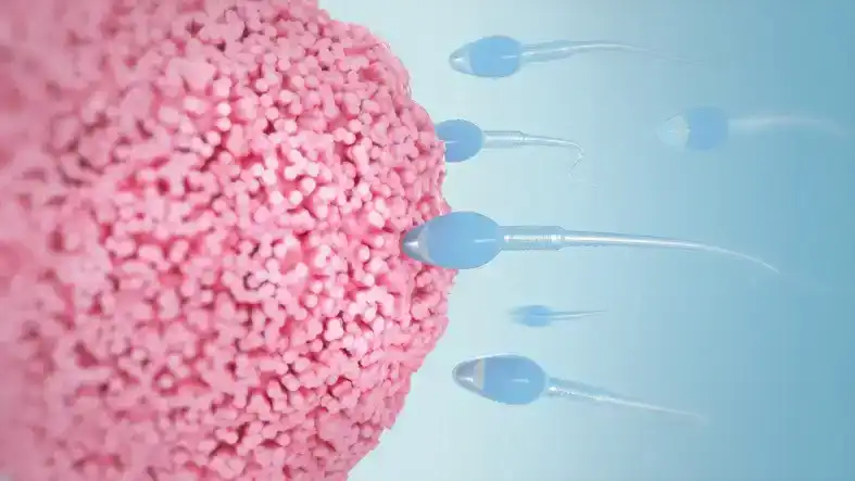 What Is the Most Likely Time a Woman Can Get Pregnant?
