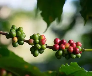 Chicchi di caffè freschi che crescono su un ramo
