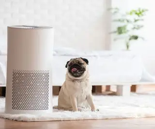 Mops vedľa bielej čističky vzduchu v bielej spálni
