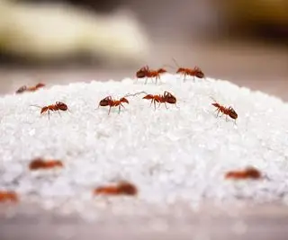 Fourmis rouges sur le sucre