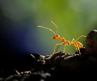 Gros plan d'une fourmi rouge singulière sur une branche à l'extérieur