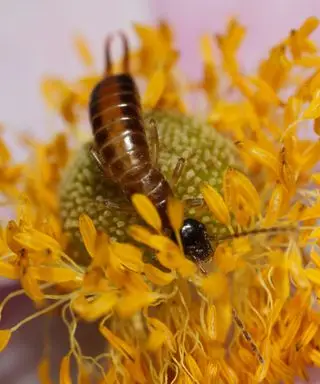 Earwigs na svetlé a farebné kvety