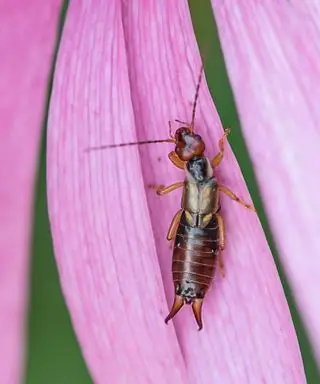 Earwigs na svetlé a farebné kvety