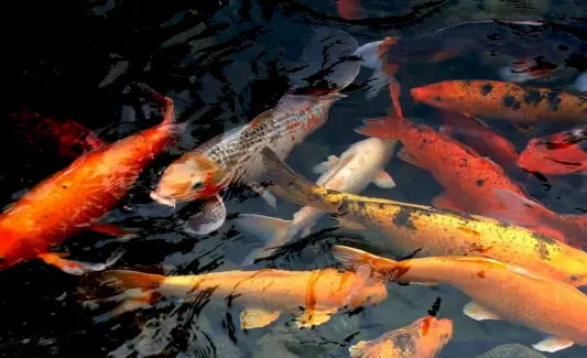 Koi Totem, Koi Dream a zprávy