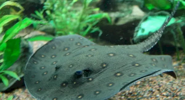 Raya del río Ocellate