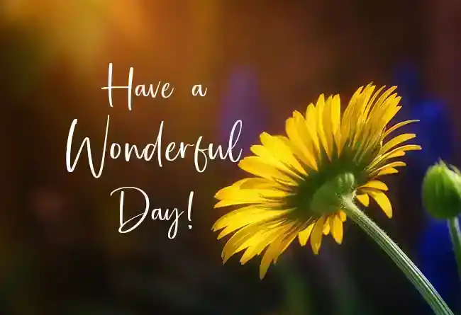 have-a-wonderful-day