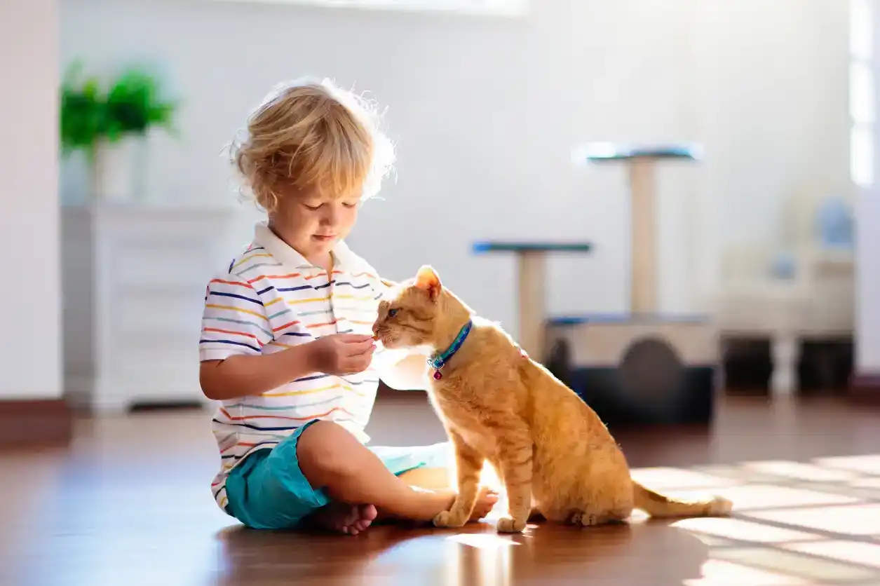 Qu'est-ce que la fièvre du chat ? Symptômes et traitement