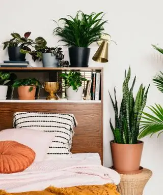 piante in una camera da letto