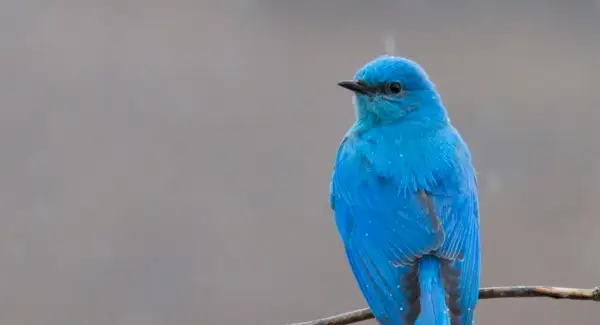 Symbolisme du merlebleu des montagnes
