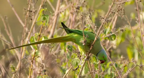 Simbolismo do periquito