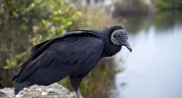 Symbolisme du vautour noir, signification du vautour, totem du vautour, rêve du vautour et messages