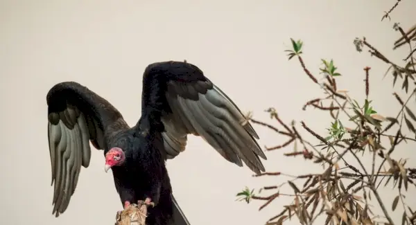 Symbolisme du vautour à tête rouge, signification du vautour, totem du vautour, rêve du vautour et messages