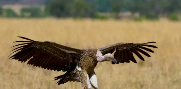 Symbolisme du vautour, signification du vautour, totem du vautour, rêve du vautour et messages