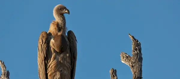 Symbolisme du vautour, signification du vautour, totem du vautour, rêve du vautour et messages