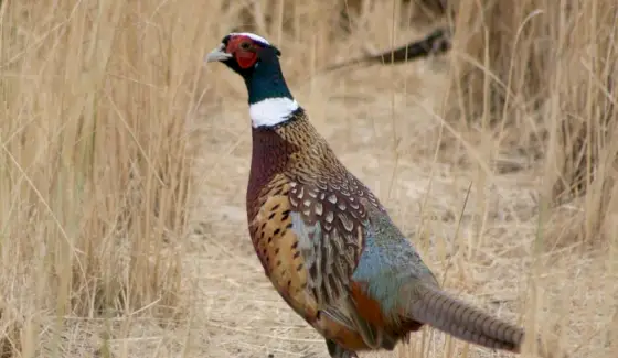 Totem de faisão Ringneck, sonho de faisão e mensagens