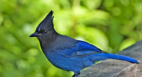 Jay Estelar, Mensagens de Animais, Totens