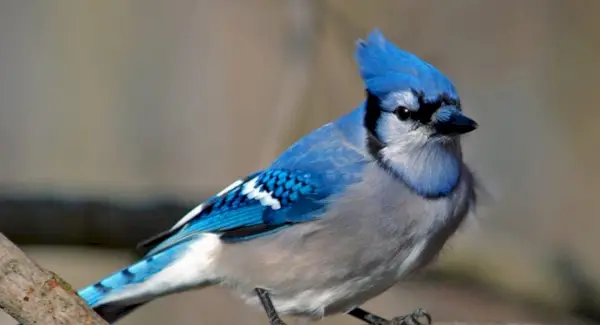 Blue Jay, mensagens de animais, totens