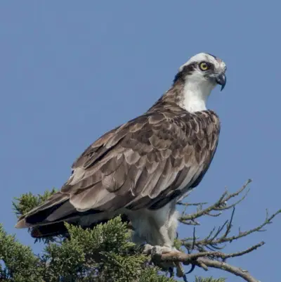 Simbolismo do Osprey, Significado do Osprey, Totem do Osprey, Sonho do Osprey e Mensagens
