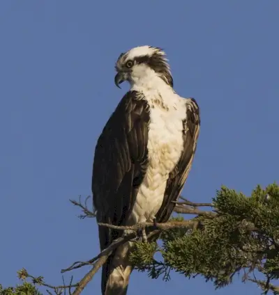 Simbolismo do Osprey, Significado do Osprey, Totem do Osprey, Sonho do Osprey e Mensagens