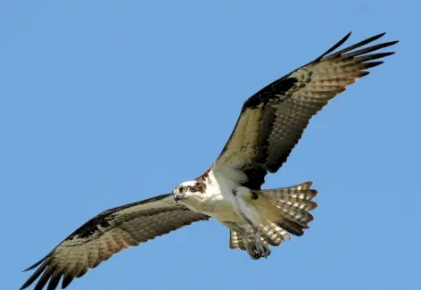 Simbolismo do Osprey, Significado do Osprey, Totem do Osprey, Sonho do Osprey e Mensagens