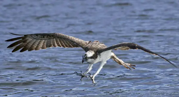 Simbolismo do Osprey, Significado do Osprey, Totem do Osprey, Sonho do Osprey e Mensagens